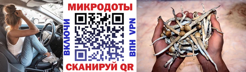 Псилоцибиновые грибы Psilocybe  Пионерский 